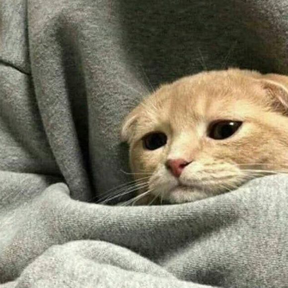 Meet your Posher, Kyle - Picture 1 of 1